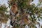 A pair of Dutch Monkey sit on a tree among the leaves Kumai, Indonesia