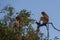 A pair of Dutch Monkey sitting on a branch of a tall tree Kumai, Indonesia