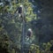 Pair of eagles in pine tree.