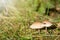 Pair of earthy inocybe mushrooms with insect on the cap