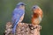 Pair of Eastern Bluebird