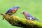 Pair of Eastern Bluebird