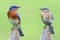 Pair of Eastern Bluebird