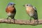 Pair of Eastern Bluebird