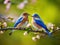 Pair of Eastern Bluebird