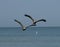 A Pair of Eastern Brown Pelicans Over The Gulf of Mexico