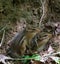 Pair of Eastern Chipmunks