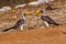 Pair Eastern Yellow-billed Hornbills - Tockus flavirostris