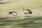 Pair of Egyptian geese,  Alopochen aegyptiaca, foraging on grass in a rural garden on the bank of a river