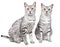 Pair of Egyptian Mau Cats