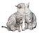 Pair of Egyptian Mau Cats Grooming