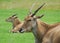 Pair of Eland