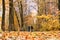 Pair of elderly people are walking along the autumn road in the park