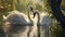 A pair of elegant swans gliding gracefully across a tranquil lake