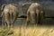 Pair of Elephants in the rain, creative composite