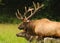 Pair of Elk Walking in Meadow