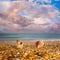 pair of empty marine shell lie on sandy sea beach