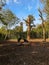 Pair of endangered asian black bears fighting in the award wining wildlife park Pairi Daiza