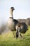 A pair of endangered Hawaiian Geese (Nene)