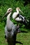 Pair of endangered wading birds from southeastern asia Milky stork Mycteria cinerea relaxing in ZOO exposition of tropical birds