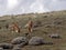 Pair of Ethiopian Wolf, Canis simensis, Hunting Big-headed Hunting African Mole-Rat, Sanetti Plateau, Bale National Park, Ethiopia