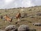 Pair of Ethiopian Wolf, Canis simensis, Hunting Big-headed Hunting African Mole-Rat, Sanetti Plateau, Bale National Park, Ethiopia