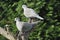 Pair of Eurasian collared dove