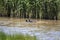 A pair of Eurasian Coots Fulica atra