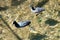 A Pair of Eurasian Coots Swimming in The Clear Water