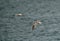 A Pair of Eurasian curlew flying