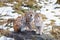 Pair of Eurasian lynx, Lynx lynx, sitting on rock on forest meadow. Beautiful bobcat in winter season. Wild cat mother and cub