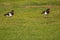 Pair of Eurasian oystercatchers in a garden.