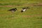 Pair of Eurasian oystercatchers searching for food in a garden.