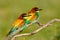 Pair of european bee-eater (Merops apiaster).