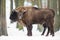 Pair of european bison grazing in wilderness in wintertime
