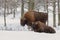 Pair of european bisonos, bison bonasus, in forest in winter.