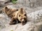pair of European brown bear Ursus arctos arctosa, lounging on a flat boulder and observes the surroundings