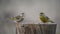 A pair of European green finch sitting on the winter bird feeder