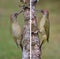 Pair european green woodpecker.