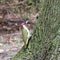 A pair of European green woodpeckers on the woods