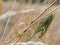 Pair of European mantis Mantis religiosa copulating on a dry grass