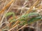 Pair of European mantis Mantis religiosa copulating on a dry grass