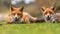 Pair of European red fox