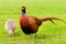 Pair of European Ring Necked Pheasants