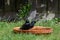 A pair of European starlings, sturnus vulgaris, bathing and splashing in a bird bath