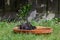 A pair of European starlings, sturnus vulgaris, bathing and splashing in a bird bath