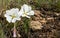 Pair of Evening Primrose Blossoms in Bryce Canyon