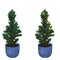 Pair of Evergreen young fir tree in pot. Potted growing Christmas plant non decorated and with colorful sparkling lights