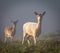 Pair of Fallow Deer in bracken on a misty morning (Dama dama)