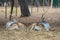 Pair of Fallow Deer dama dama Lying in the grass